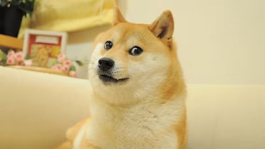 Kabosu, le chien du "Doge Meme" est officiellement décédé ! Une partie d'internet historique nous a quitté