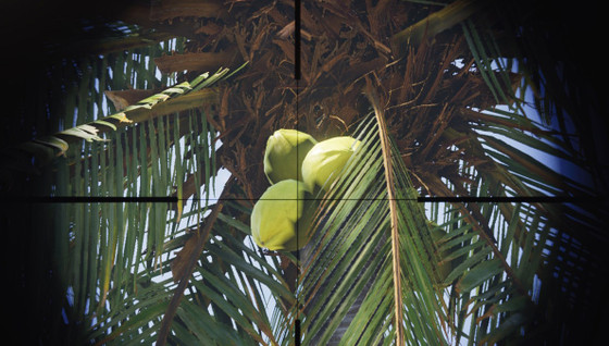 Noix de coco Once Human emplacement : où farmer cette ressource ?