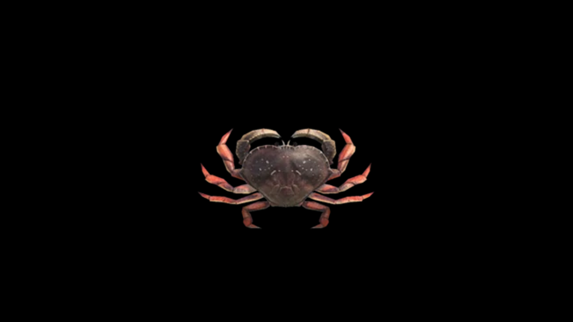 Crabe gazami dans Animal Crossing : New Horizons, où en trouver ?