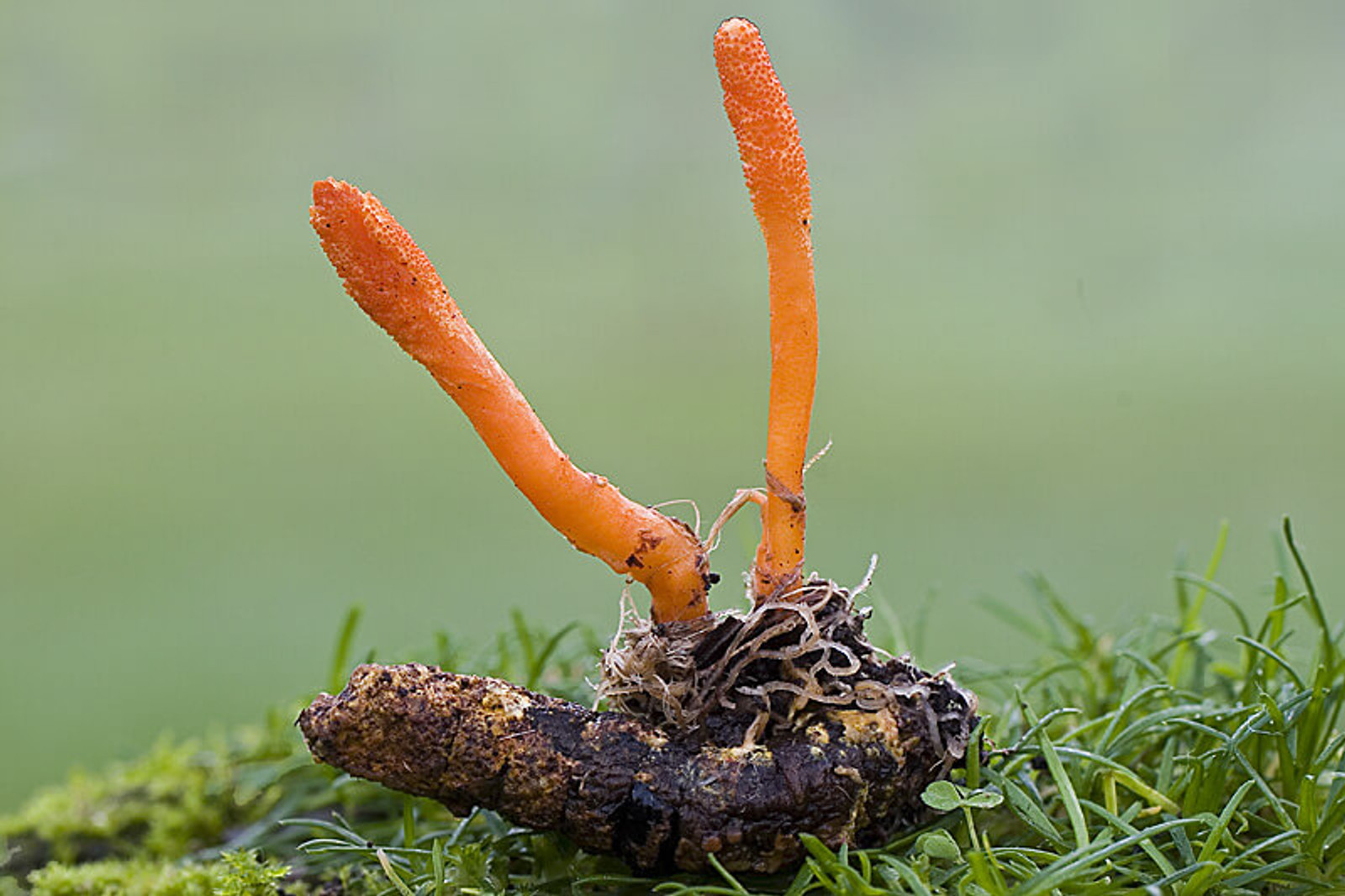 cordyceps