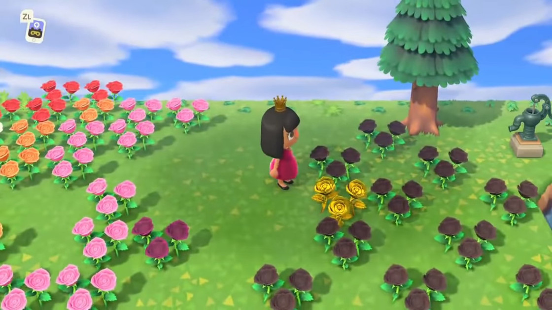 Rose dorée Animal Crossing New Horizon, comment en avoir ?