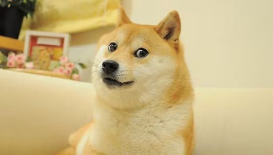 Kabosu, le chien du "Doge Meme" est officiellement décédé ! Un monument historique nous a quitté