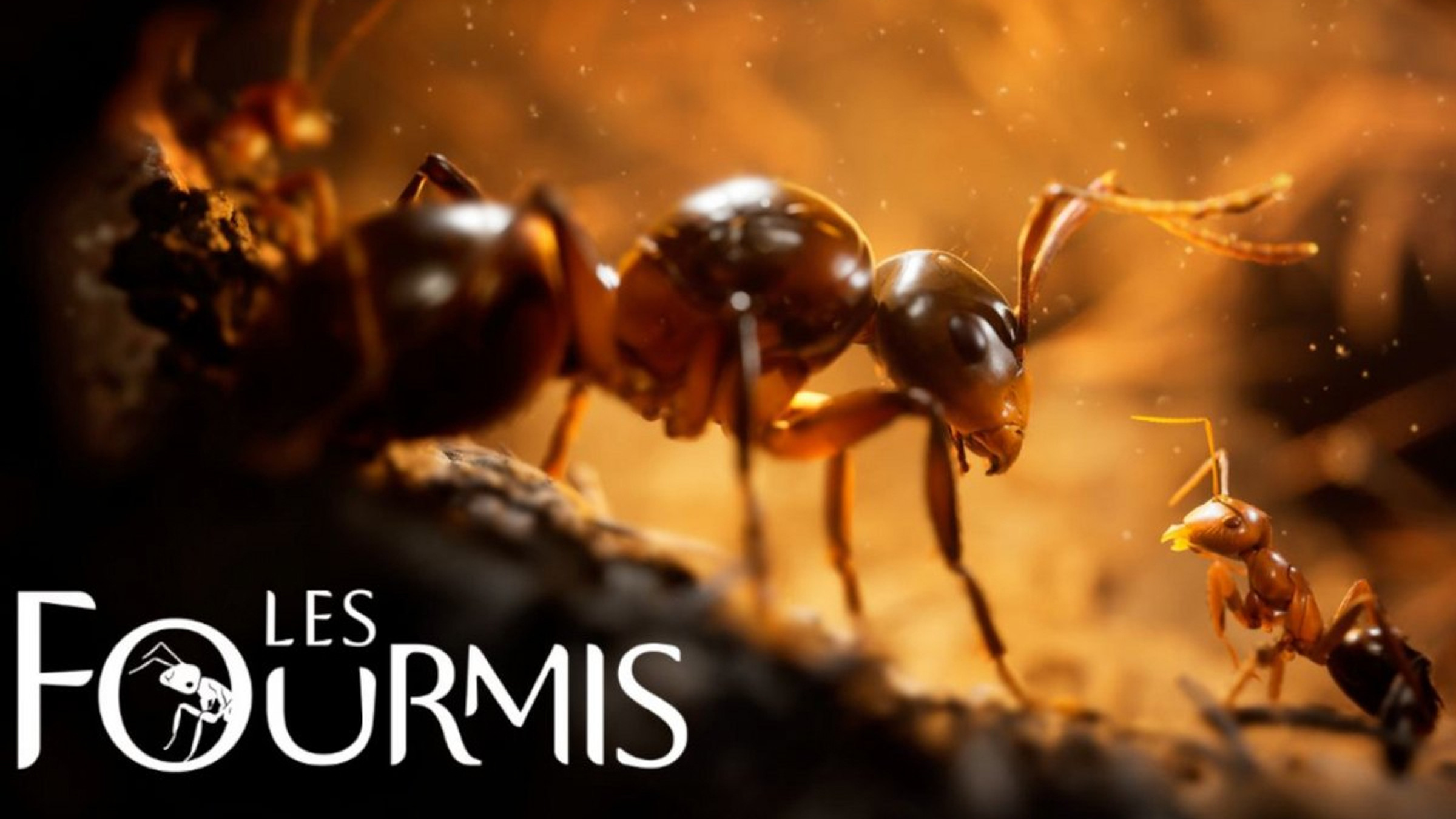 les-fourmis